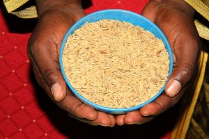 riz local en Afrique